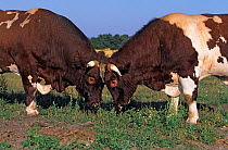 Domestic cattle (Bos taurus) Maine-Anjou cow, two bulls head to head, France