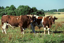 Domestic cattle (Bos taurus) Maine-Anjou cow, two bulls in field, France