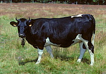 Domestic cattle (Bos taurus) Bretonne Pie Noire cow with bell around her neck, France
