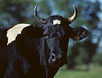 Domestic cattle (Bos taurus) Bretonne Pie Noire cow, France