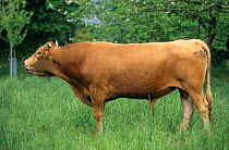 Domestic cattle (Bos taurus) Froment du Leon cow, bull, France