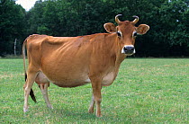 Domestic cattle (Bos taurus) Jersey cow, France