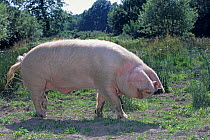 Domestic pig (Sus scrofa domestica) Blanc de l'Ouest boar, standing with ears covering face, France.