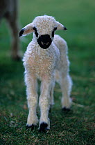Domestic sheep (Ovis aries), Valais Blacknose / Wallis Blacknose / Walliser Schwarznaseschaf / Blacknosed Swiss, lamb, France