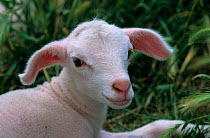 Domestic sheep (Ovis aries), Lacaune Sheep, lamb, France