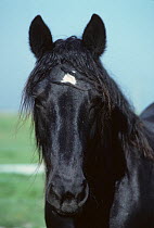 Horse, Poitevin Mulassier draughthorse / carthorse, mare, head portrait, France