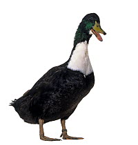 Domestic Duck (Duclair), black drake.