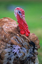 Domestic turkey ( Meleagris gallopavo) Rouge des Ardennes, moulting/molting cock, 5 month head portrait, France.