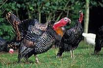 Domestic Turkey (Meleagris gallopavo) male and female American bronze turkeys on grass, France.