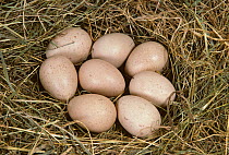 Guinea Fowl (Numidea meleagris) nest with eight eggs.