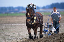 Horse, draughthorse, male carthorse ploughing a field, France