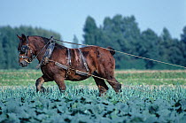 Horse, draughthorse, female carthorse pulling machinery to earth up leeks, France