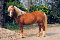 Horse, Haflinger pony, palomino, France