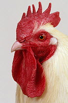 White Gatinaise Hen, cock, studio portrait