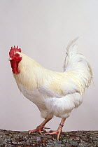 White Gatinaise Hen, cock, studio portrait