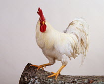 White Leghorn Hen, cock, studio portrait