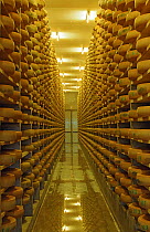 Cheeses stored in cheese cellar, Comte cheese made from the milk of Domestic cattle, Poligny, Jura, France