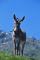 Domestic donkey (Equus asinus) Provence Donkey, ass, male, standing with mountains in background France.
