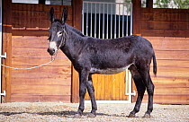 Domestic donkey (Equus asinus) Donkey Grand Noir du Berry, stallion, male, standing in front of stables, France.