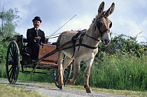 Domestic donkey (Equus asinus) Donkey of Cotentin with man driving the cart through countryside, France.