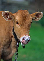 Domestic cattle (Bos taurus) Froment du Leon cow, calf licking lips after drinking milk, France