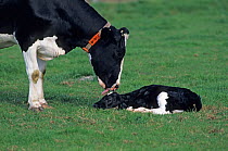 Domestic cattle (Bos taurus) Holstein cow licking newborn calf, 4 hours after birth, France