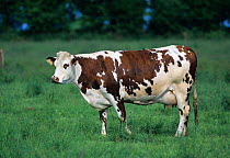 Domestic cattle (Bos taurus) Normande cow, France