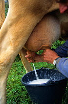 Domestic cattle (Bos taurus) hand milking a Froment du Leon cow, France