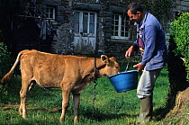 Domestic cattle (Bos taurus), farmer providing milk to a Froment du Leon calf, tethered by chain, France