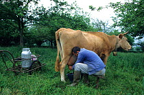 Domestic cattle (Bos taurus) man milking by hand a Froment du Leon cow in orchard, France