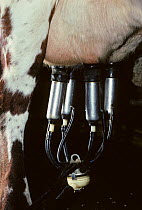 Domestic cattle (Bos taurus) mechanical electric milking machine attached to udder of Normande cow, France