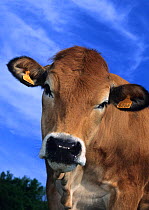 Domestic cattle (Bos taurus) Parthenaise cow, France