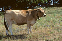 Domestic cattle (Bos taurus) Aubrac cow with bell around neck, France