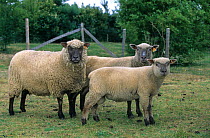 Domestic sheep (Ovis aries), Vendeen Sheep, ewe and lambs, France