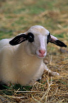 Domestic sheep (Ovis aries), Caussenard Sheep, lamb, France