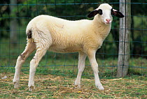 Domestic sheep (Ovis aries), Caussenard Sheep, lamb, France