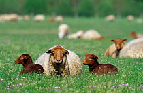 Domestic sheep (Ovis aries), Solognot, ewe and lambs resting in field, France