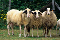 Domestic sheep (Ovis aries), Caussenard Sheep, three ewes, France
