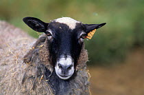 Domestic sheep (Ovis aries), Romanov Sheep, ewe, France