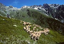 Domestic sheep (Ovis aries), herd of Arles Merino sheep moving from their summer pasture on the mountains, montee aux Alpages, Isere, France
