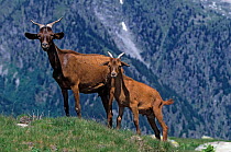 Domestic goat (Capra hircus) Du Rove, female and kid, standing on mountain pasture, Isere, France.