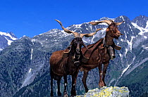 Domestic goat (Capra hircus) Du Rove, males, standing on mountain, Isere, France.