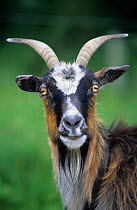 Domestic goat (Capra hircus) head portrait, France.