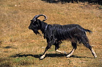 Domestic goat (Capra hircus) Poitevine male, walking in dry grassland, France.