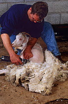 Domestic goat (Capra hircus) Angora female being sheared by a man, France.
