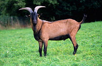 Domestic goat (Capra hircus) Alpine male, standing profile, France.