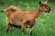 Domestic goat (Capra hircus) Alpine female, standing eating buttercups, France.