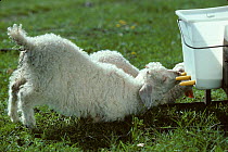Domestic goat (Capra hircus) Angora, kid, feeding from artifical teats, France.