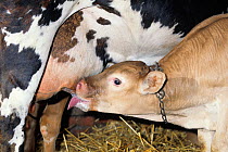 Domestic cattle (Bos taurus) Bazadais calf suckling from teat of Normande cow, France