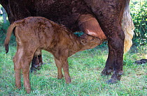 Domestic cattle (Bos taurus) Salers cow with calf suckling, France
